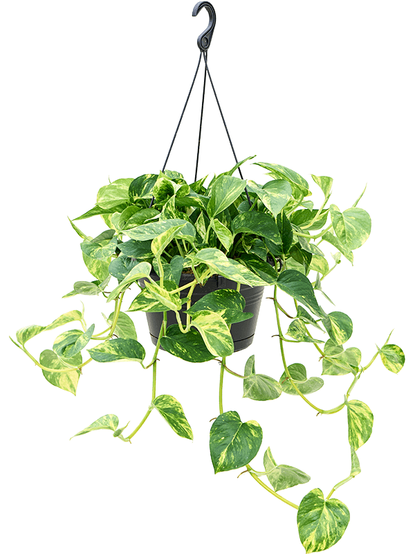 Scindapsus (Epipremnum) 'Aureum' (Erde 70)