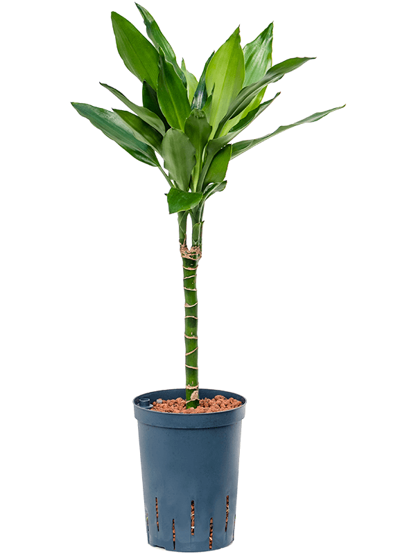 Dracaena fragrans 'Janet Lind' (Hydro 65)