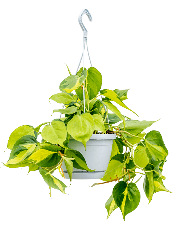 Philodendron scandens 'Brasil' (Erde 40)