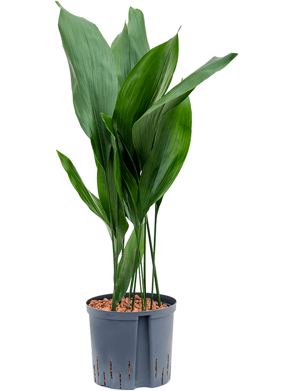 Aspidistra elatior (Hydro 90)