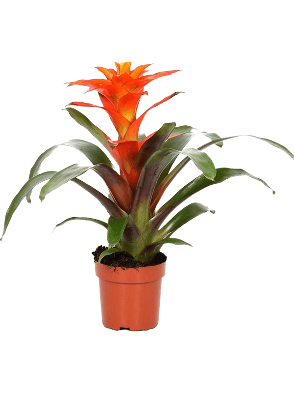 Guzmania 'Fiero Orange' 6/tray (Erde 50)