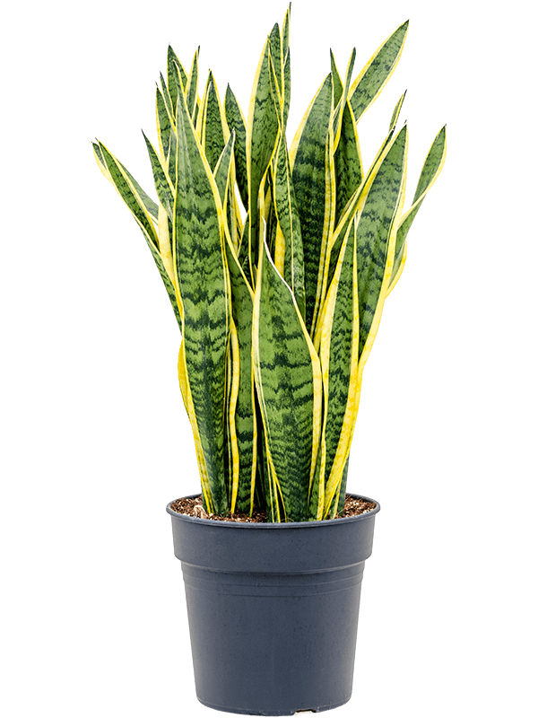 Sansevieria trifasciata 'Laurentii' (Erde 70)