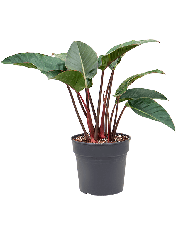 Philodendron 'Red Beauty' (Erde 90)