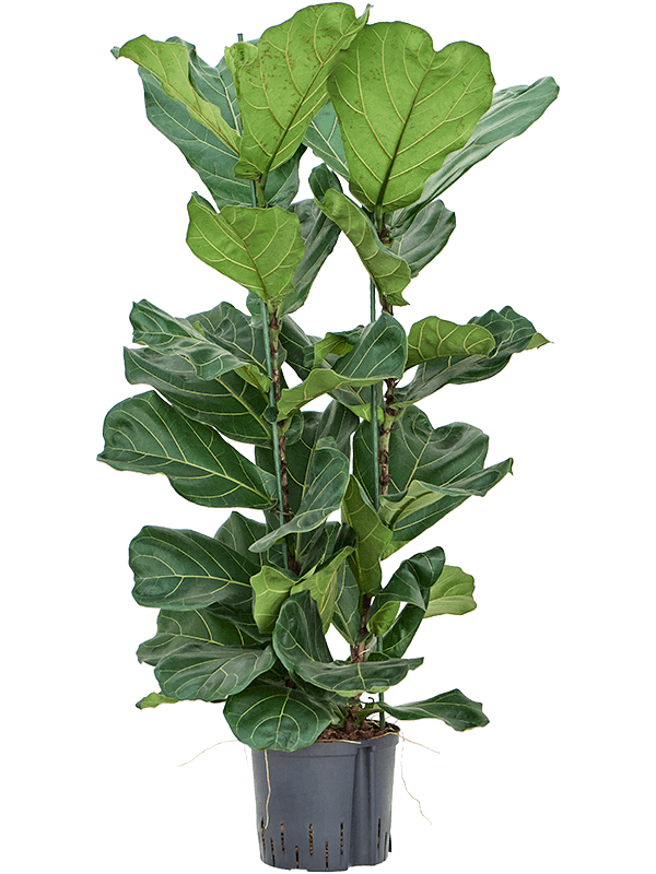 Ficus lyrata (Hydro 120)