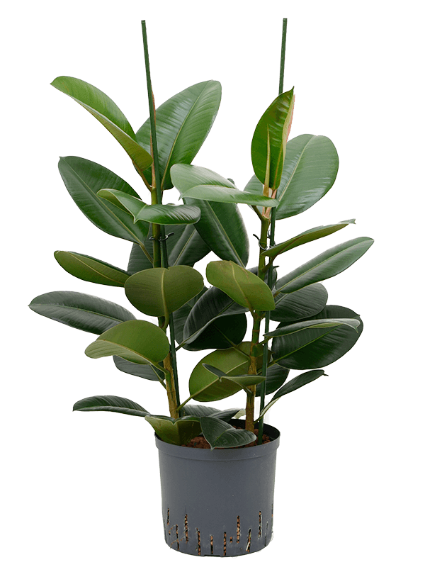 Ficus elastica 'Robusta' (Hydro 85)