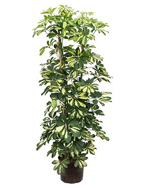 Schefflera arboricola 'Gold Capella' (Hydro 120)
