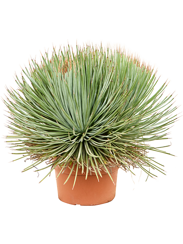Agave stricta 'Blue' (Erde 50)