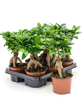 Ficus microcarpa 'Ginseng' 6/tray (Erde 30)