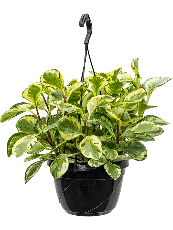 Peperomia obtusifolia 'Golden Gate' (Erde 50)
