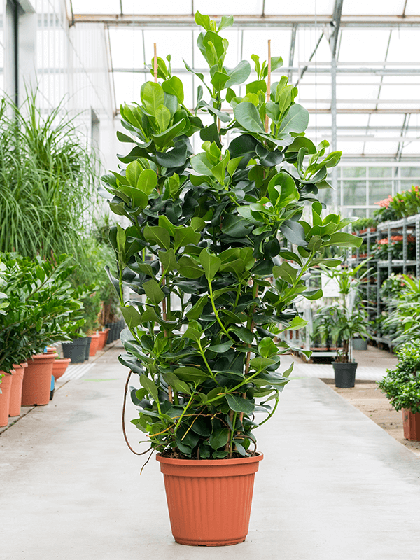 Clusia rosea (Erde 170)