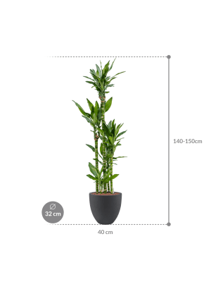 Dracaena fragrans 'Burundii' in Grigio (146) inkl. Gefäß
