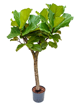 Ficus lyrata (Hydro 120)