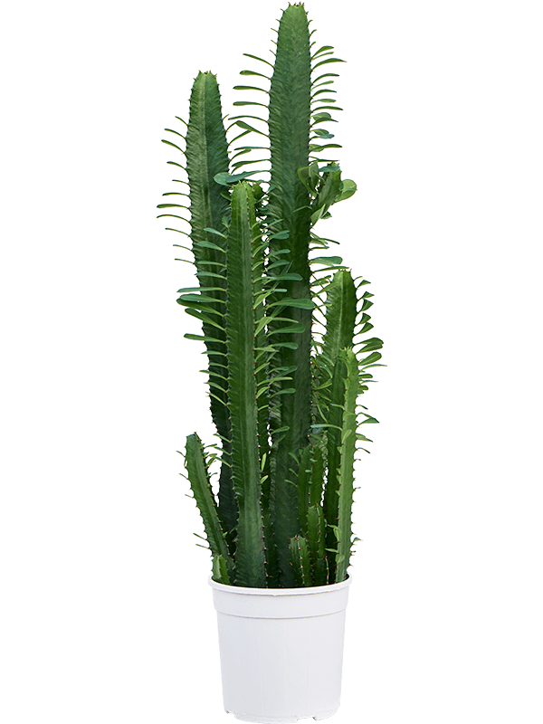 Euphorbia acrurensis (Erde 65)