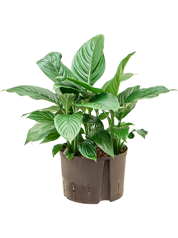 Spathiphyllum 'Hybriden' (Hydro 60)