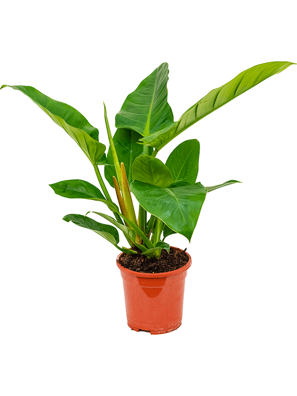 Philodendron `Imperial Green' (Erde 45)