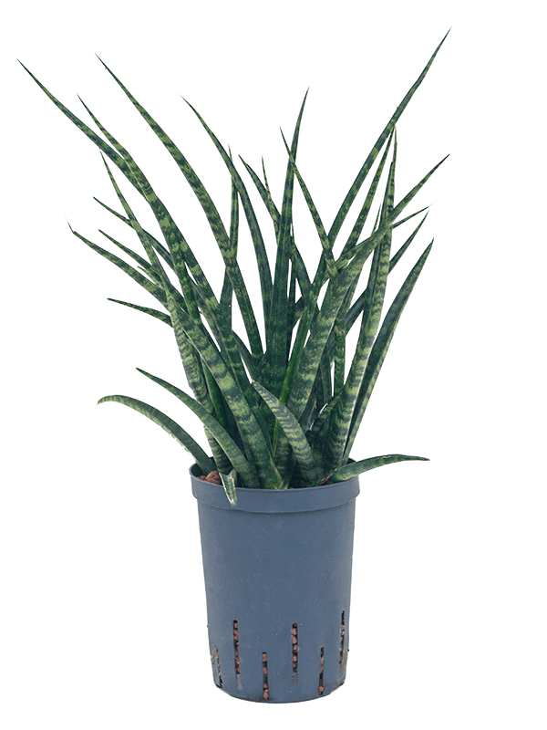 Sansevieria kirkii 'Fernwood' (Hydro 55)