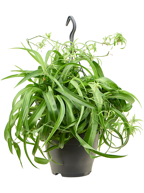 Chlorophytum Comosum 'Green Bonnie' (Erde 40)