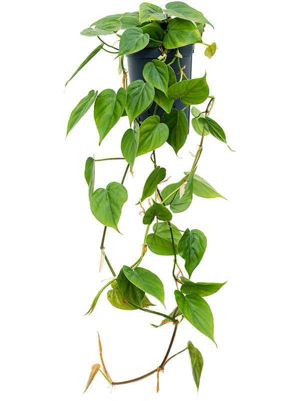 Philodendron scandens (Hydro 30)
