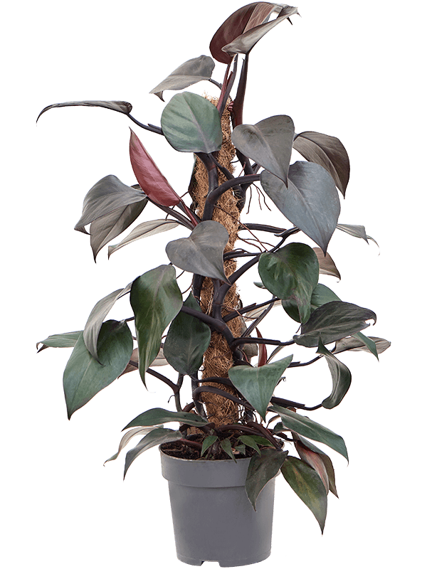 Philodendron 'New Red' (Erde 60)