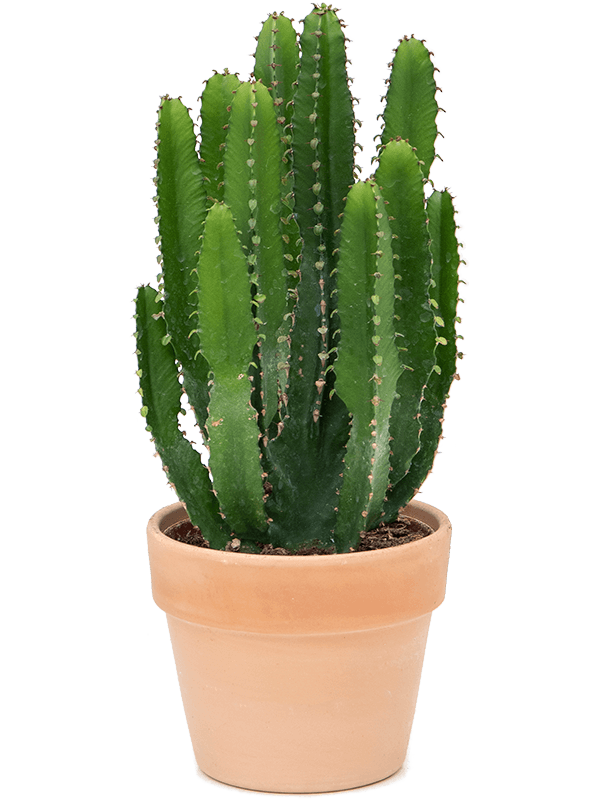 Euphorbia triangularis (Erde 40)