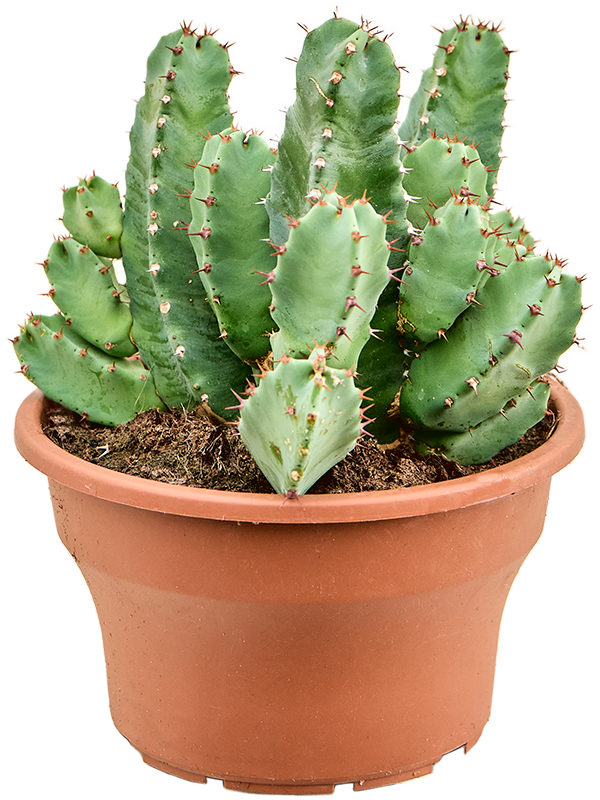 Euphorbia resinifera (Erde 35)