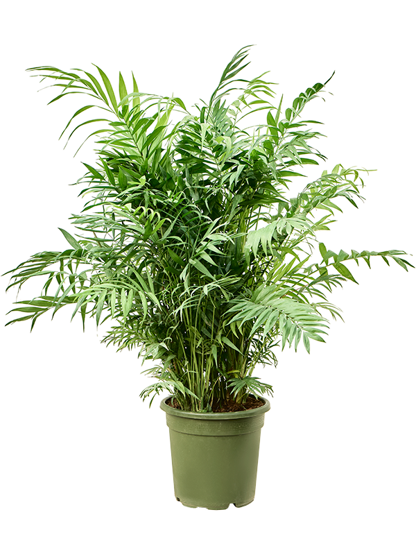 Chamaedorea elegans (Erde 110)