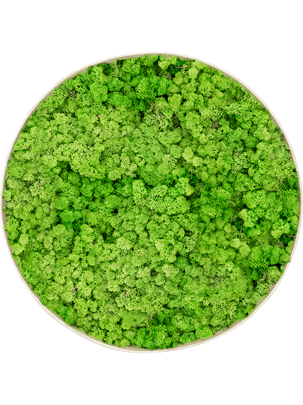 CMSS00878