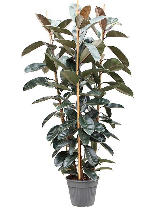 Ficus elastica 'Abidjan' (Erde 220)