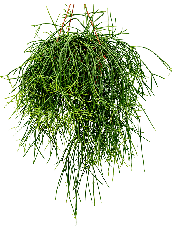 Rhipsalis pulchra (Erde 50)