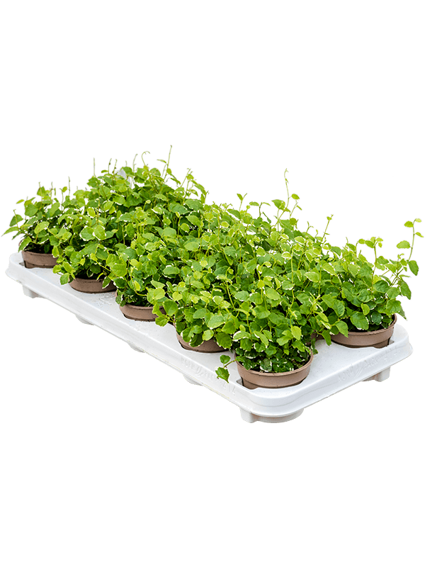 Ficus pumila (repens) 'White Sunny' 18/tray (Erde 15)