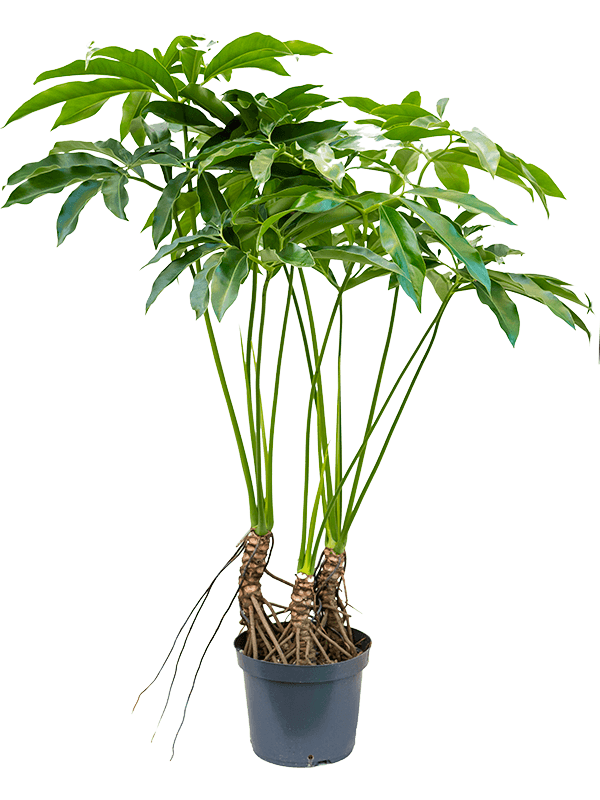 Philodendron 'Fun bun' (Erde 130)