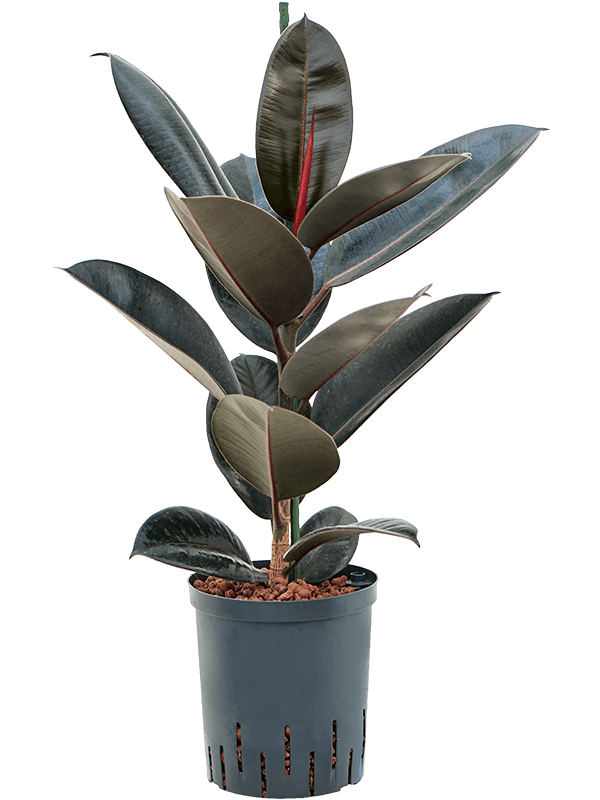 Ficus elastica 'Abidjan' (Hydro 80)