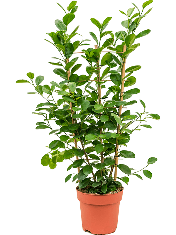Ficus microcarpa 'Moclame' (Erde 100)