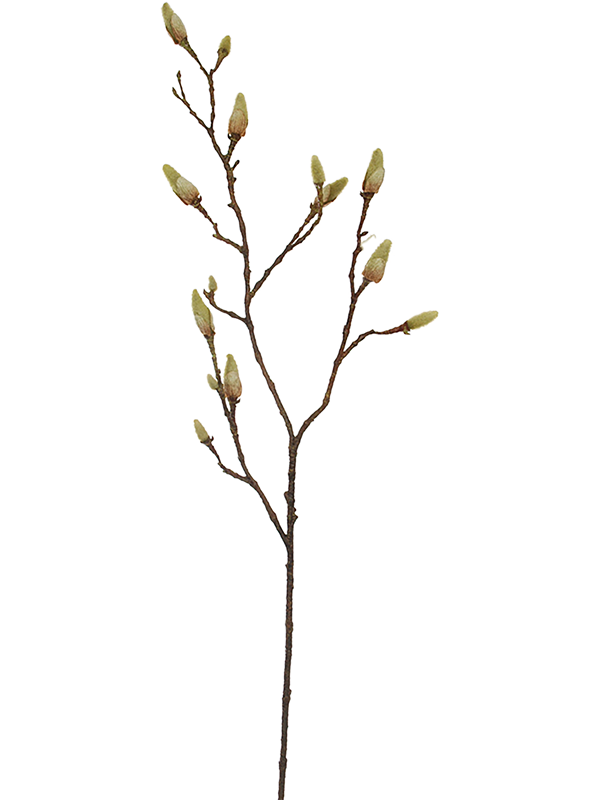 Magnolia Bud (91)