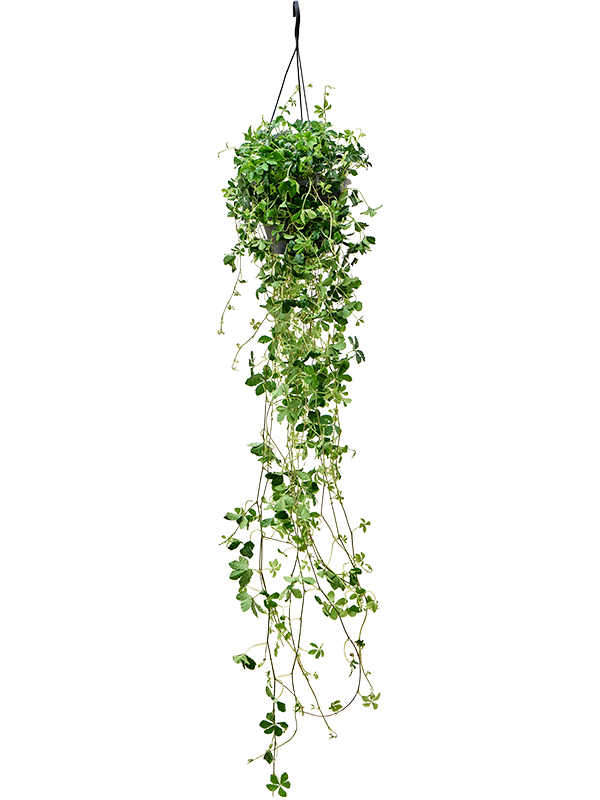 Parthenocissus striata (Erde 60)