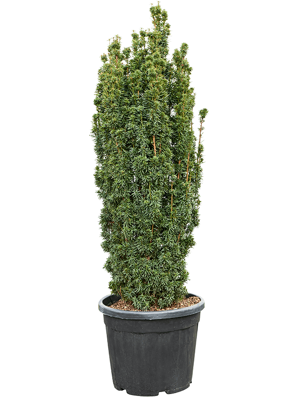 Taxus baccata 'Fastigiata Aurea' (170-190) (Erde 180)