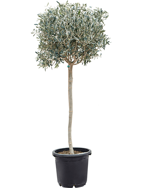 Olea europaea (Erde 180)