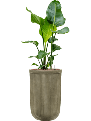 CC0035764-medium