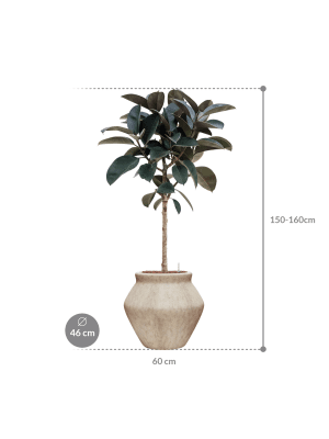 Ficus elastica 'Abidjan' in Mineral (151) inkl. Gefäß