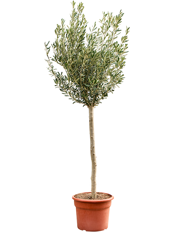 Olea europaea (180-220) (Erde 200)