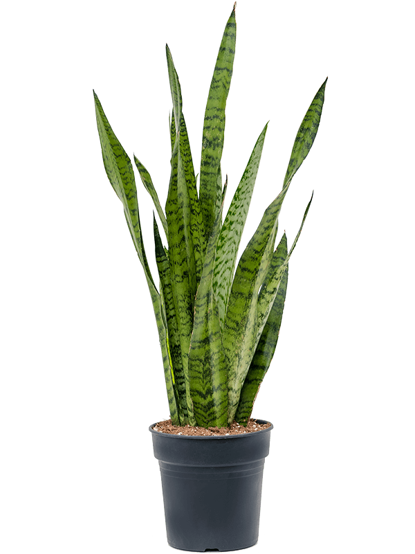 Sansevieria zeylanica (Erde 70)