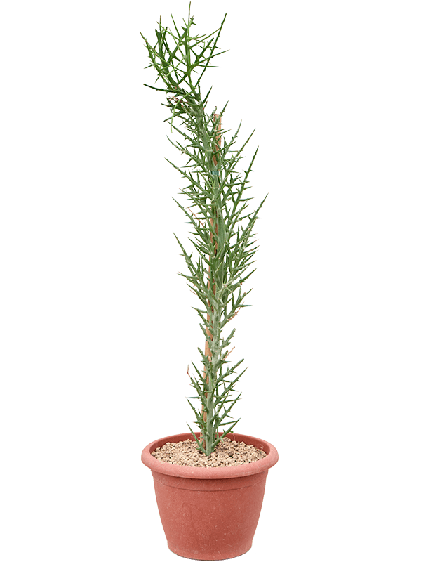 Euphorbia stenoclada (Erde 110)