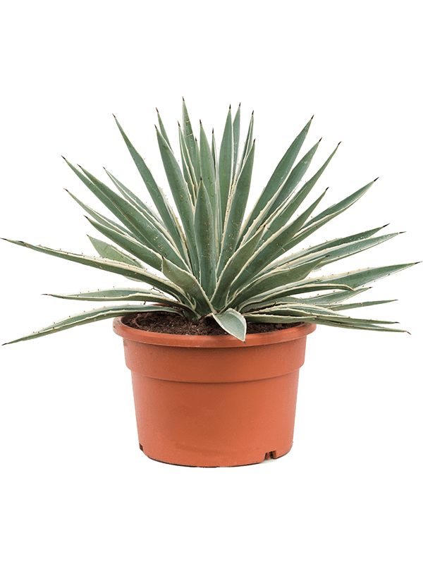 Agave angustifolia (Erde 45)
