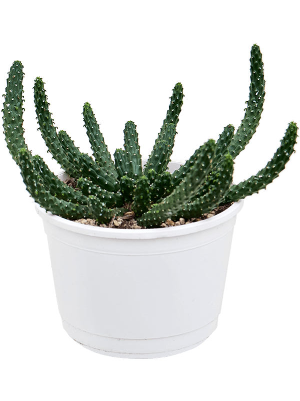 Euphorbia inermis (Erde 20)