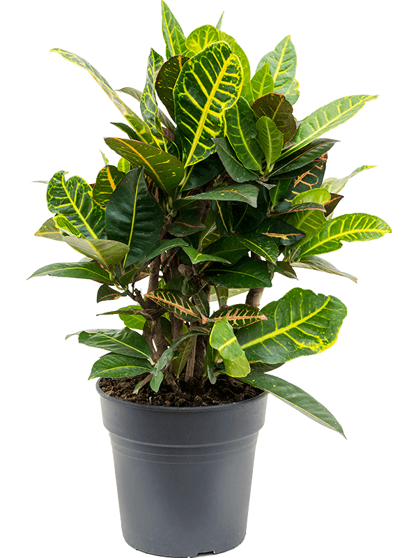 Croton (Codiaeum) variegatum 'Petra' (Erde 60)