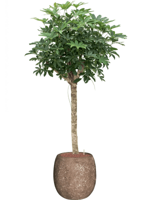CC0026338-medium