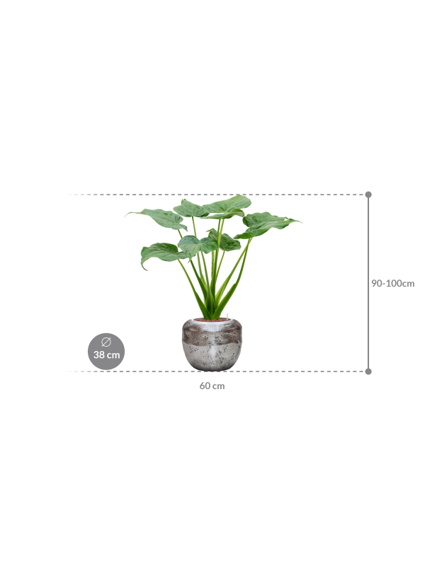 Alocasia cucullata in Baq Opus Raw (97) inkl. Gefäß