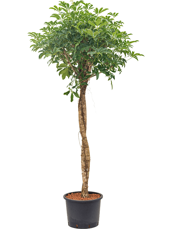Schefflera arboricola 'Compacta' (Hydro 190)