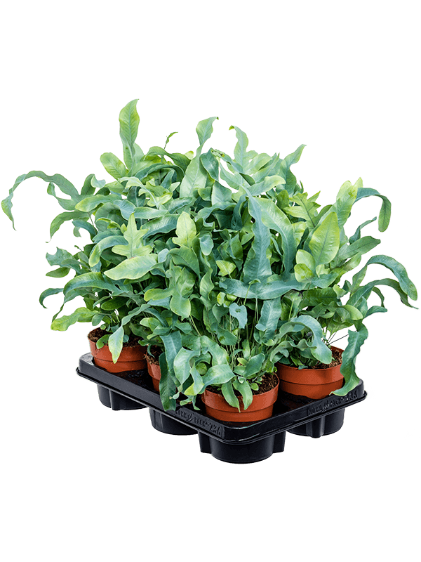 Phlebodium aureum 'Blue Star' 6/tray (Erde 30)