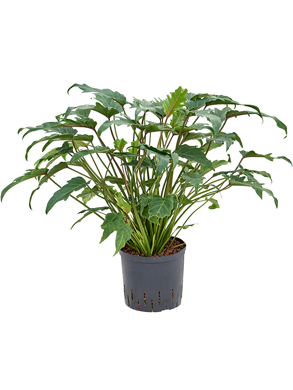 Philodendron 'Xanadu' (Hydro 75)